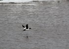 Common Goldeneye (13)