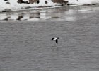 Common Goldeneye (14)
