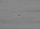 Common Goldeneye (15)