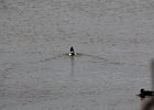 Common Goldeneye (18)