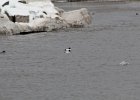 Common Goldeneye (21)