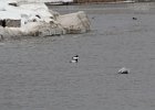 Common Goldeneye (22)