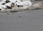 Common Goldeneye (23)