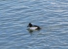 Common Goldeneye (25)