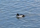Common Goldeneye (26)