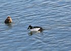 Common Goldeneye (27)