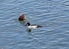 Common Goldeneye (28)