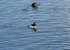 Common Goldeneye (29)