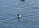 Common Goldeneye (30)