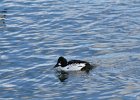 Common Goldeneye (31)