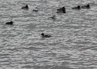 Common Goldeneye (6)