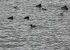 Common Goldeneye (7)