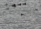 Common Goldeneye (8)