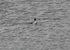Common Goldeneye (9)