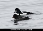 001 - 57 Barrow's Goldeneye