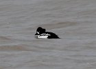 101Barrow's Goldeneye