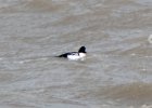 102Barrow's Goldeneye