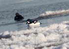 Barrow's Goldeneye (1)