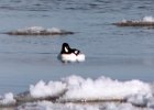 Barrow's Goldeneye (10)