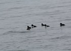 Barrow's Goldeneye (11)