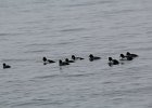 Barrow's Goldeneye (13)