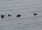 Barrow's Goldeneye (14)