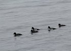 Barrow's Goldeneye (15)