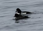 Barrow's Goldeneye (16)