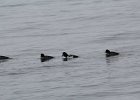 Barrow's Goldeneye (18)