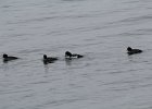 Barrow's Goldeneye (19)
