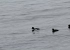 Barrow's Goldeneye (20)