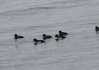 Barrow's Goldeneye (21)