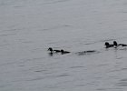 Barrow's Goldeneye (23)
