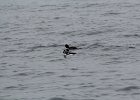 Barrow's Goldeneye (24)