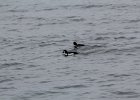 Barrow's Goldeneye (25)