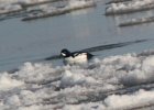 Barrow's Goldeneye (3)