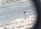 Barrow's Goldeneye (50)