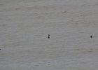 Barrow's Goldeneye (53)