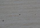 Barrow's Goldeneye (55)