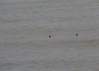 Barrow's Goldeneye (57)