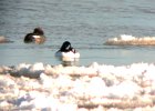 Barrow's Goldeneye (6)