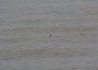 Barrow's Goldeneye (61)
