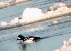 Barrow's Goldeneye (7)