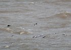 Barrow's Goldeneye (72)