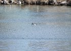 Barrow's Goldeneye (75)