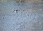 Barrow's Goldeneye (76)
