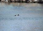 Barrow's Goldeneye (77)