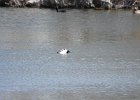Barrow's Goldeneye (78)
