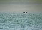 Barrow's Goldeneye (79)