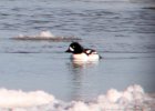 Barrow's Goldeneye (8)